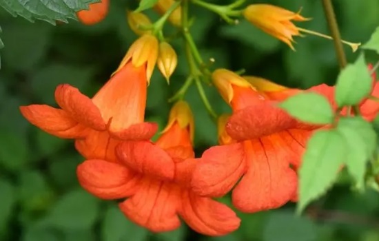 凌霄花北方可以种植吗