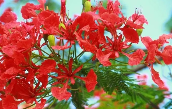凤凰花可以吃吗怎么吃