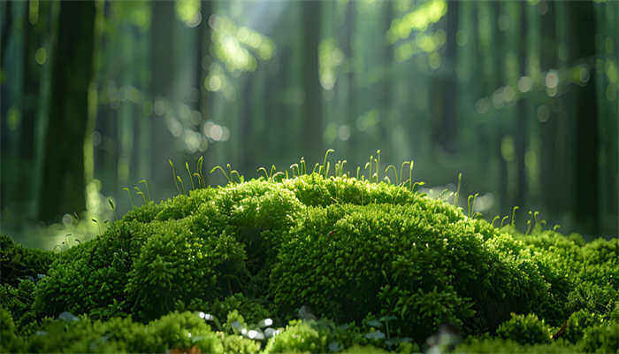 苔藓是什么植物