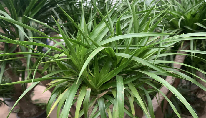 龙骨树的养殖方法和注意事项