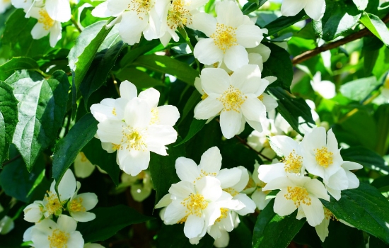 茉莉花怎么才能开花多一点