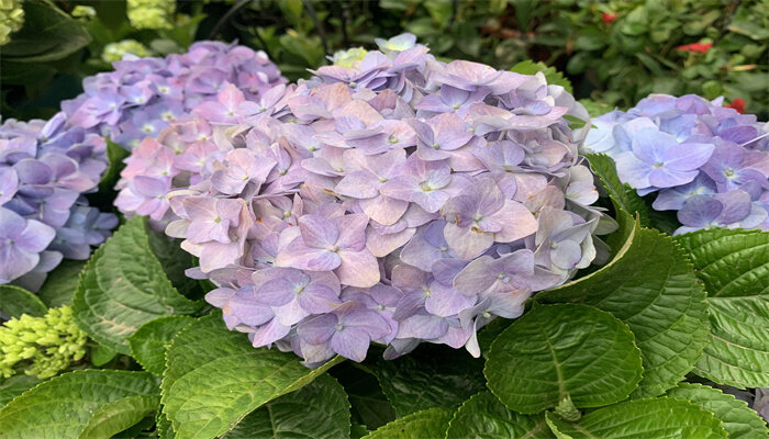绣球花不开花的原因