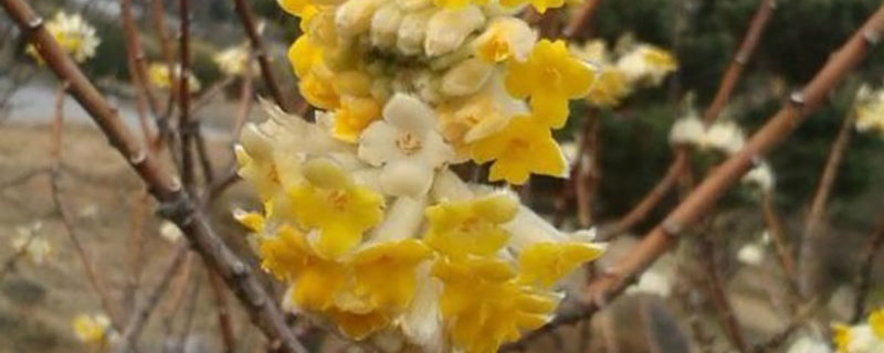 结香花怎么分株