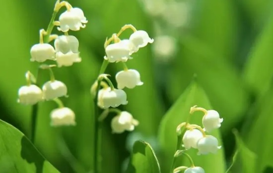 风铃花的花语是什么