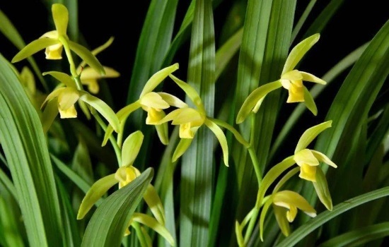 野生兰草花是国家保护植物吗
