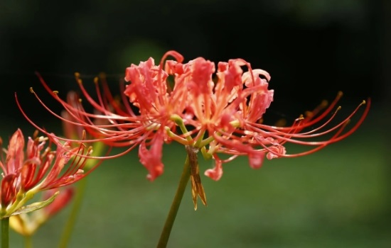 彼岸花什么时候开花几月份开花？