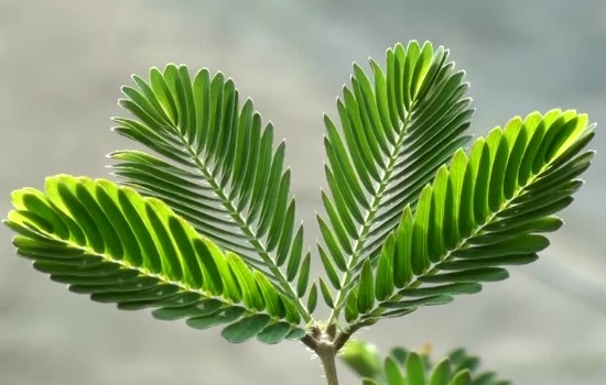 含羞草怎么浇水浇多少水合适？