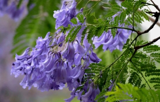 蓝花楹花语是什么意思