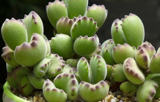 熊童子的种植和养护方法有哪些