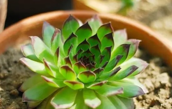 观音莲多肉植物怎么养护和管理
