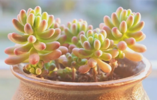 乙女心的叶子可以种植吗