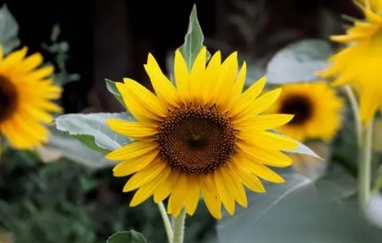 太阳花怎么养才能开花爆盆