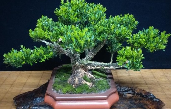 黄杨怎么种植才能成活率高