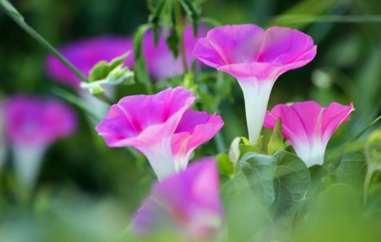 牵牛花怎么种才开花