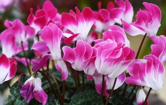 仙客来怎么养护长得旺盛花开的好