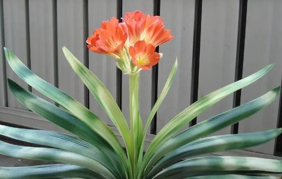 君子兰多久开花一次？