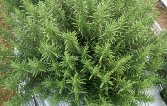 植物迷迭香可以食用吗有毒吗