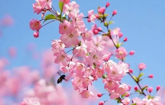 海棠花怎么养才能养好