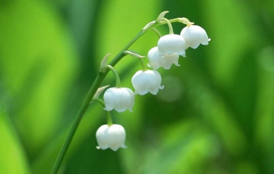 铃兰花怎么养护和浇水呢
