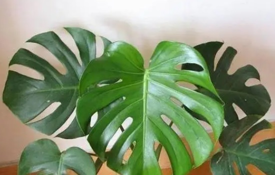 龟背竹是草本还是木本植物呢