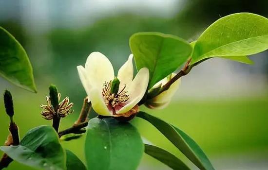 含笑花花语和寓意是什么