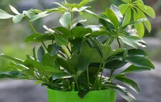 摇钱树怎么修剪枝叶？