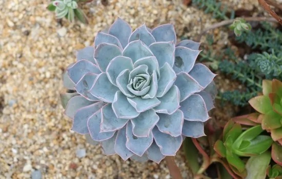 蓝石莲怎么养更易开花