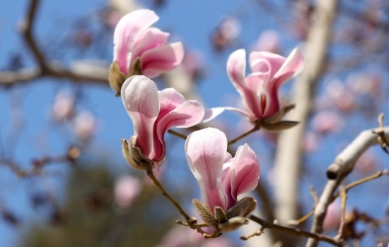 玉兰花几月份开花花期多长时间呢？