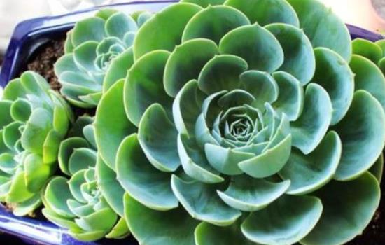 玉蝶多肉植物怎么扦插成活率高