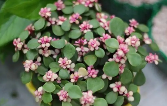 金枝玉叶怎么养才开花