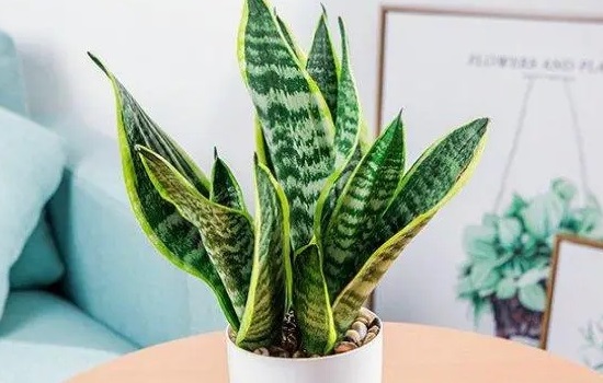 虎皮兰能除甲醛吗能放客厅吗？