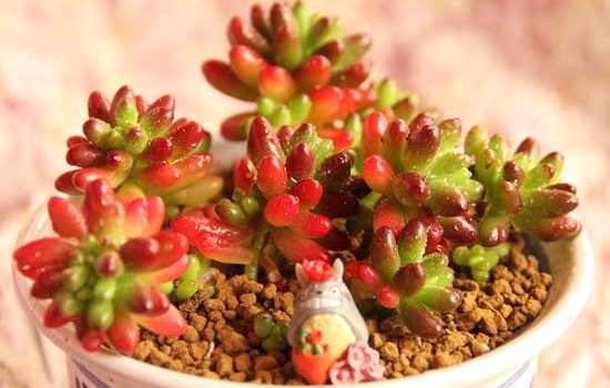 虹之玉的花语和寓意是什么