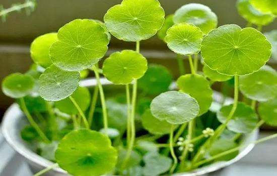 铜钱草怎样种植和养护好呢