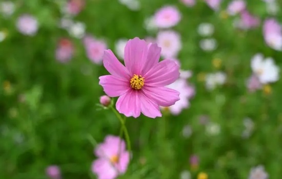 格桑花的寓意和花语是什么