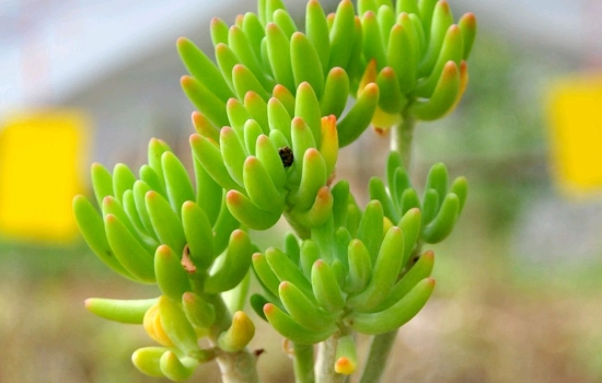 八千代多肉植物怎么养