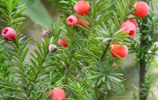 红豆杉怎么养护与管理才能开花结果？