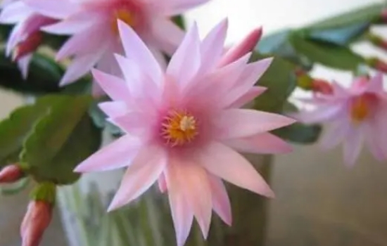 假昙花的家庭养殖方法有哪些