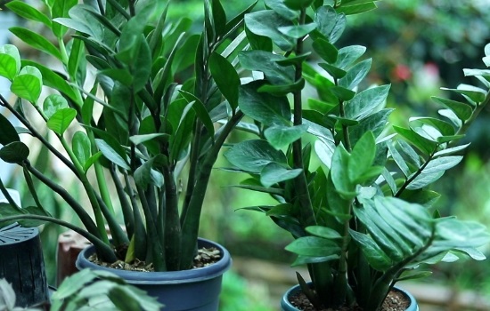金钱树喜阴还是喜阳光的植物？