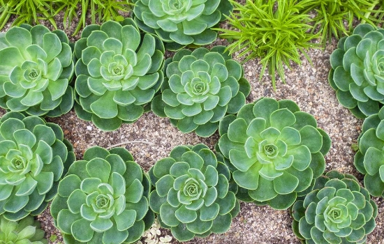 碧玉绿植可以放在卧室吗