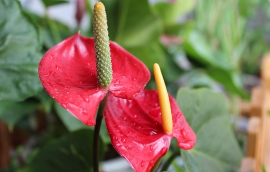 火鹤花有毒吗家里能养吗
