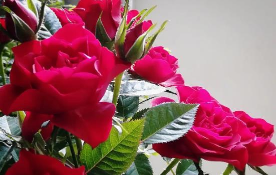 玫瑰花怎么保存,收到的玫瑰花束怎么养