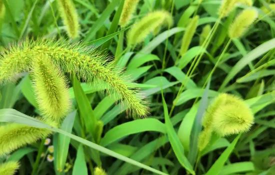 狗尾草开花吗?什么时候开花