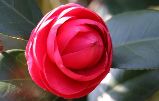山茶花如何养护才会开花多