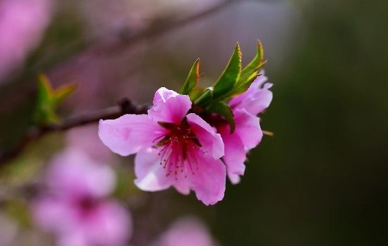 桃花能放家里吗风水好吗