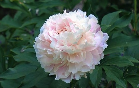 芍药花是什么季节开的花