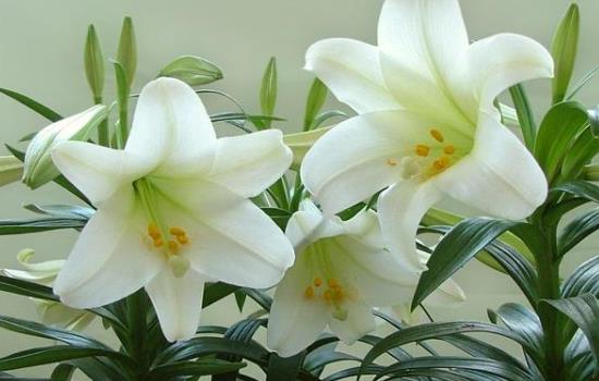 百合花的种类有哪些呢