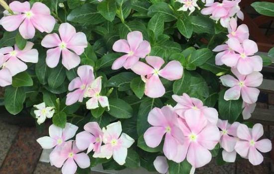 花叶蔓长春花有毒吗？