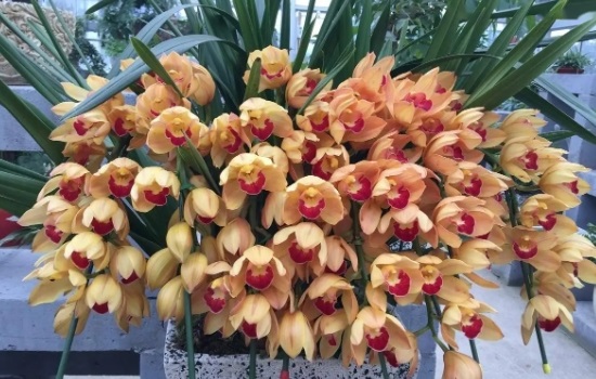 大花蕙兰开完花怎么养护