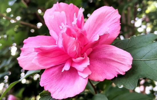 木槿花可以养在室内吗