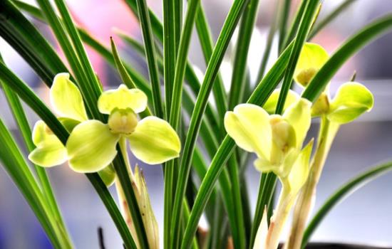 剑兰花怎么养什么时候开花？
